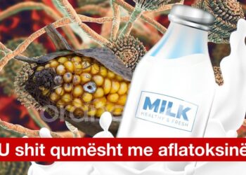 Nuk mjafton vaji i palmës, kompanitë e bulmetit i ushqyen shqiptarët dhe me qumësht me aflatoksinë