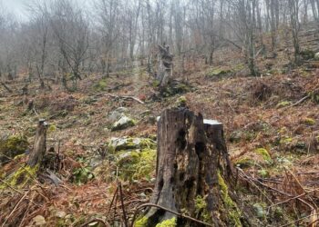 “Uria” italiane për pyjet shqiptare, nga tenderat abuzivë, tek raportet shqetësuese