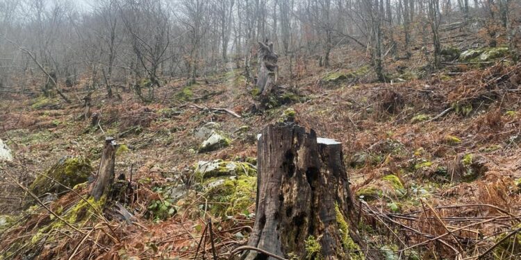 “Uria” italiane për pyjet shqiptare, nga tenderat abuzivë, tek raportet shqetësuese