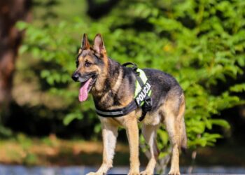 Çmimi i “Kofit” nis nga 100 euro, policia nxjerr në ankand qentë e shërbimit: Kush mund t’i blejë