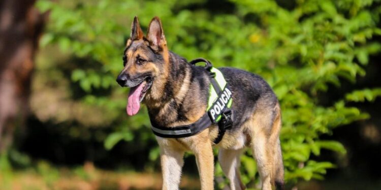 Çmimi i “Kofit” nis nga 100 euro, policia nxjerr në ankand qentë e shërbimit: Kush mund t’i blejë