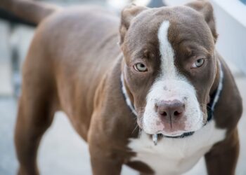 Qeni kafshon 3-vjeçarin në Tiranë, qyteti i mbushur me kafshë agresive pa kontroll nga pronarët