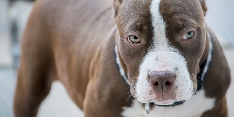 Qeni kafshon 3-vjeçarin në Tiranë, qyteti i mbushur me kafshë agresive pa kontroll nga pronarët