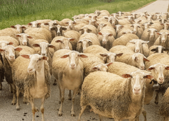 Murtaja te bagëtitë në Shqipëri, Ministria e Bujqësisë: Vatrat në Shkodër, Bulqizë, Dibër e Skrapar!