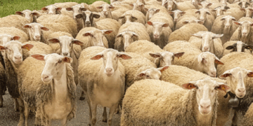 Murtaja te bagëtitë në Shqipëri, Ministria e Bujqësisë: Vatrat në Shkodër, Bulqizë, Dibër e Skrapar!