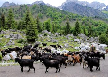 Kosova ndalon importin e deleve dhe dhive nga Shkodra dhe Kukësi pas shpërthimit të murtajës së bagëtive