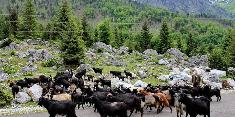 Kosova ndalon importin e deleve dhe dhive nga Shkodra dhe Kukësi pas shpërthimit të murtajës së bagëtive