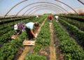 SUBVENCIONET/ Nafta në bujqësi regjistron mbi 52 mijë aplikime, blegtoria interes të lartë