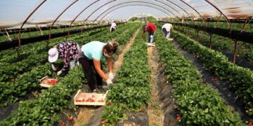 SUBVENCIONET/ Nafta në bujqësi regjistron mbi 52 mijë aplikime, blegtoria interes të lartë