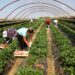 SUBVENCIONET/ Nafta në bujqësi regjistron mbi 52 mijë aplikime, blegtoria interes të lartë