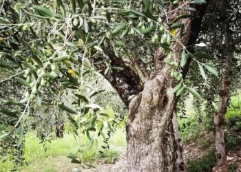 Shqipëria prodhoi 147 mijë ton ullinj gjatë 2024