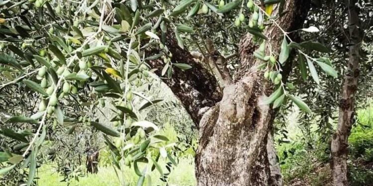 Shqipëria prodhoi 147 mijë ton ullinj gjatë 2024