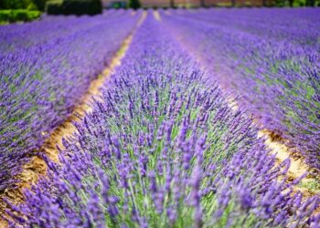 Sa bujare u tregua natyra në pesë vitet e fundit? Sektori i bimëve aromatike në vend mbetet një shtyllë e fortë