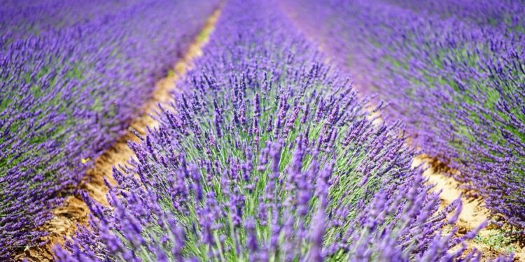 Sa bujare u tregua natyra në pesë vitet e fundit? Sektori i bimëve aromatike në vend mbetet një shtyllë e fortë