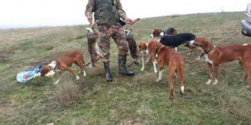 Qeveria planifikon lejimin e gjuetisë pas 10 vitesh moratorium