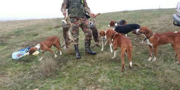 Qeveria planifikon lejimin e gjuetisë pas 10 vitesh moratorium