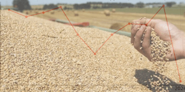 GRAFIKËT/ Drama e fermerëve, RËNIE drastike e prodhimit të grurit, tregu mbushet me import