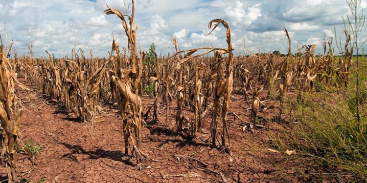 Shqipëria ndër më të prekurat në rajon nga ndryshimet klimatike, ekspertët të shqetësuar për pasojat në bujqësi