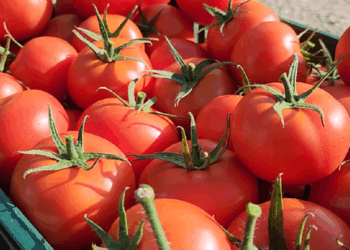 EMRAT/ Domatet me pesticide, pse u arrestuan dy inspektorët e AKU në Berat