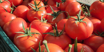 EMRAT/ Domatet me pesticide, pse u arrestuan dy inspektorët e AKU në Berat