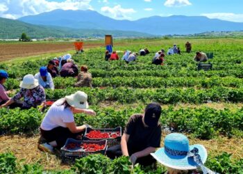 Sfidat e tregut, gratë shqiptare punojnë më shumë në bujqësi