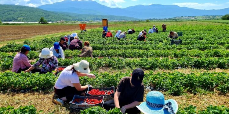 Sfidat e tregut, gratë shqiptare punojnë më shumë në bujqësi