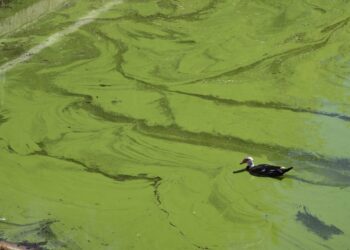 Bizneset përreth dhe kanalet derdhin ujërat e zeza te Liqeni Artificial, KLSH zbardh shkaqet e ndotjes alarmante