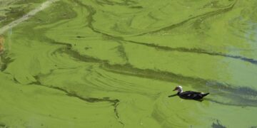 Bizneset përreth dhe kanalet derdhin ujërat e zeza te Liqeni Artificial, KLSH zbardh shkaqet e ndotjes alarmante