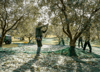 Qeveria hap rrugën për resorte në ullishtet e bregdetit të jugut