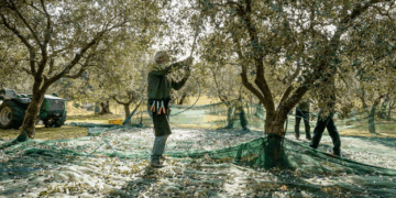 Qeveria hap rrugën për resorte në ullishtet e bregdetit të jugut