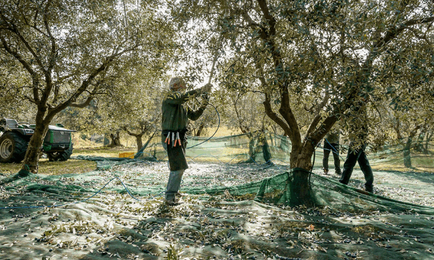 Qeveria hap rrugën për resorte në ullishtet e bregdetit të jugut