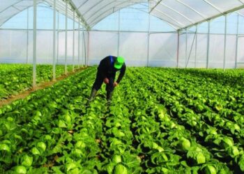 INSTAT: Censi i Bujqësisë nis në vjeshtën e 2026, gjobë kush nuk jep informacion