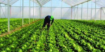 INSTAT: Censi i Bujqësisë nis në vjeshtën e 2026, gjobë kush nuk jep informacion