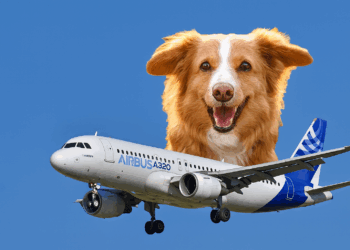 A keni dëgjuar një zhurmë si “lehje qeni” kur po prisni të fluturoni me një Airbus A320? Pse NDODH