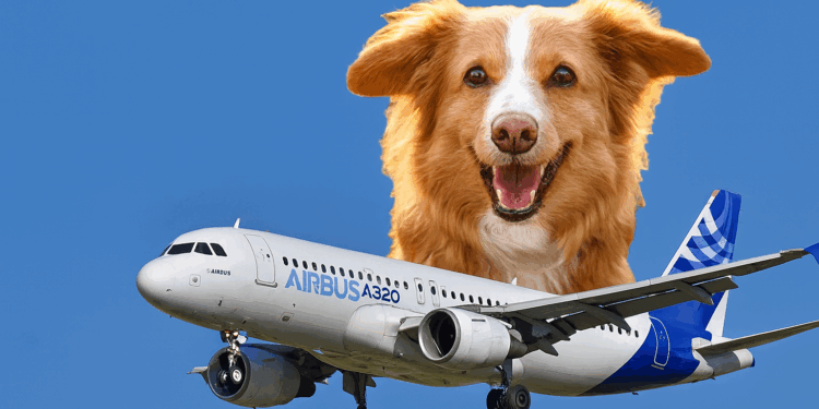 A keni dëgjuar një zhurmë si “lehje qeni” kur po prisni të fluturoni me një Airbus A320? Pse NDODH