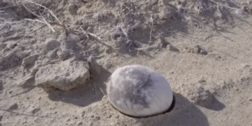 Gjendet një vezë dinosauri 70 milionë vjeçare, e ruajtur në mënyrë perfekte