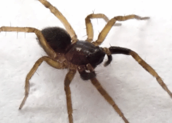 Shfaqet pas 40 vitesh merimanga e rrallë