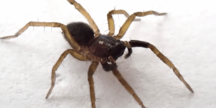 Shfaqet pas 40 vitesh merimanga e rrallë