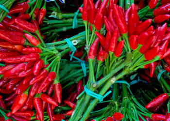 Pesticide mbi normë, Kroacia bllokon 8 mijë kilogramë speca të kuq djegës nga Shqipëria