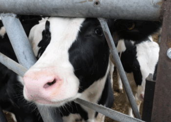 Lopët dëmtojnë klimën, por shkencëtarët kanë gjetur një zgjidhje