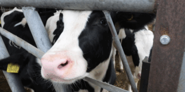 Lopët dëmtojnë klimën, por shkencëtarët kanë gjetur një zgjidhje