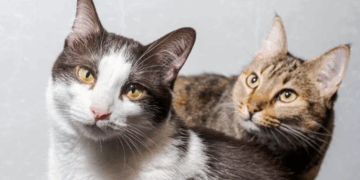 Precedenti historik në gjykatën e Stambollit, burri do të paguajë pension për macet pas divorcit  