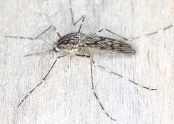 Efekti i ngrohjes globale, për herë të parë në Islandë shfaqen mushkonjat