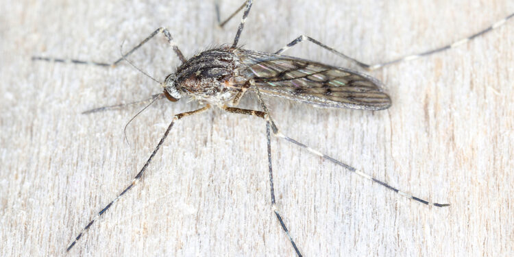 Efekti i ngrohjes globale, për herë të parë në Islandë shfaqen mushkonjat