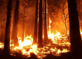 OBSH: 546 mijë vdekje në vit nga i nxehti