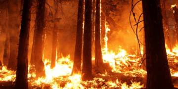 OBSH: 546 mijë vdekje në vit nga i nxehti