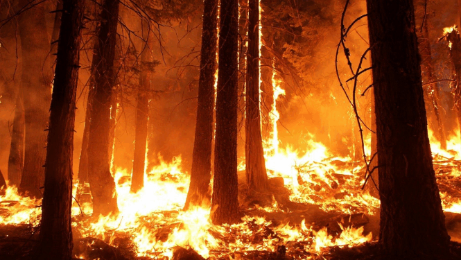 OBSH: 546 mijë vdekje në vit nga i nxehti