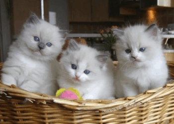 Italia kthen stolat publikë në strehëza për macet endacake