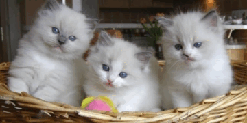 Italia kthen stolat publikë në strehëza për macet endacake