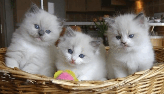 Italia kthen stolat publikë në strehëza për macet endacake